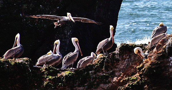 Pelicans on the central California coast