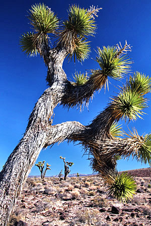 California's Coast, Desert and the Sierra-Nevada photography tour image