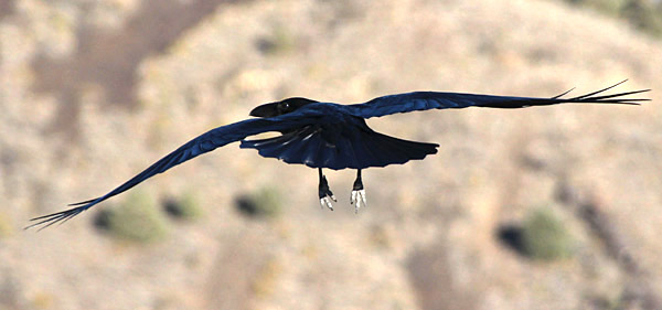 California's Coast, Desert and the Sierra-Nevada photography tour image