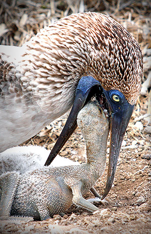 Photo tours to the Galapagos Islands and Cloud Forest, Ecuador