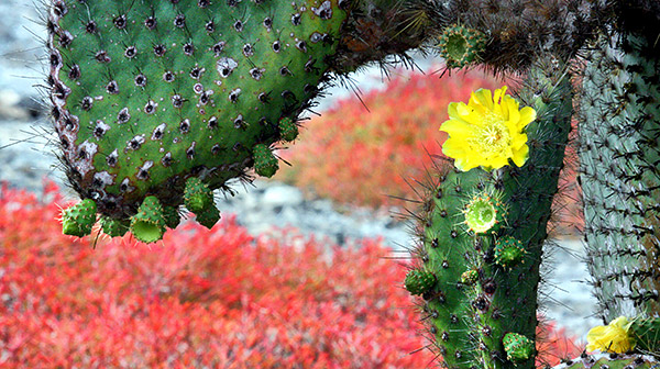 Photo tours to the Galapagos Islands and Cloud Forest, Ecuador