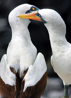 Photo tours to the Galapagos Islands and Cloud Forest, Ecuador