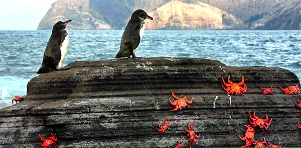 Photo tours to the Galapagos Islands and Cloud Forest, Ecuador