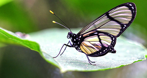 Photo tours to the Galapagos Islands and Cloud Forest, Ecuador