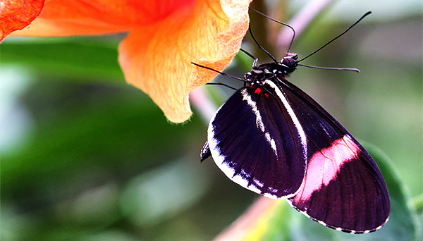 Photo tours to the Galapagos Islands and Cloud Forest, Ecuador