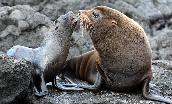 Photo tours to the Galapagos Islands and Cloud Forest, Ecuador