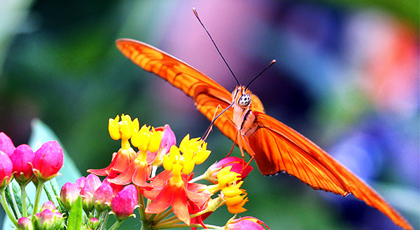 Photo tours to the Galapagos Islands and Cloud Forest, Ecuador