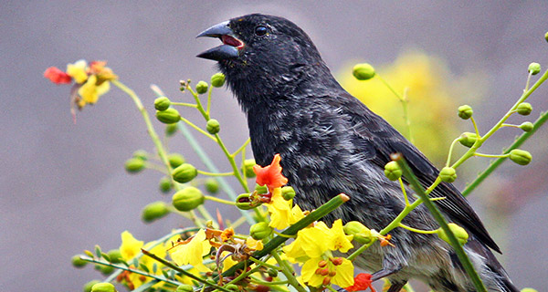 Photo tours to the Galapagos Islands and Cloud Forest, Ecuador