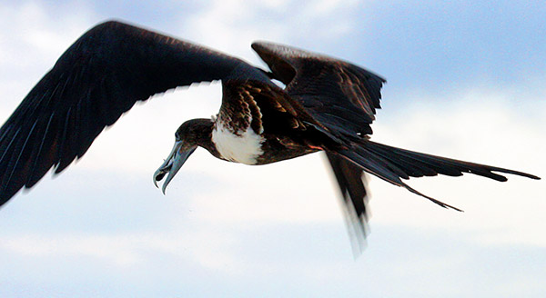 Photo tours to the Galapagos Islands and Cloud Forest, Ecuador