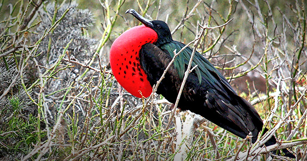 Photo tours to the Galapagos Islands and Cloud Forest, Ecuador