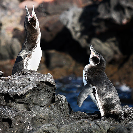 Photo tours to the Galapagos Islands and Cloud Forest, Ecuador