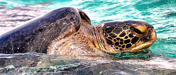 Photo tours to the Galapagos Islands and Cloud Forest, Ecuador