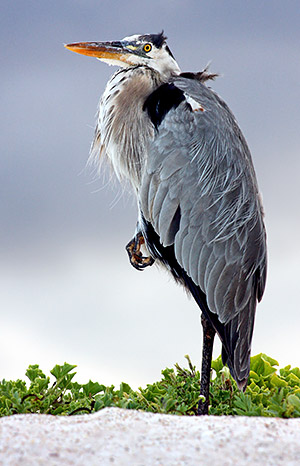 Photo tours to the Galapagos Islands and Cloud Forest, Ecuador