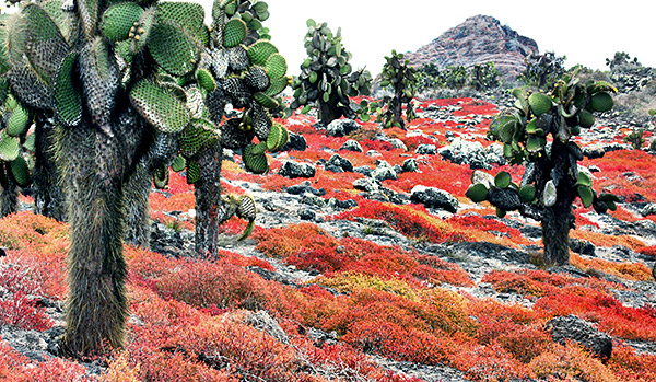 Photo tours to the Galapagos Islands and Cloud Forest, Ecuador