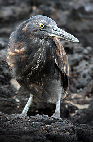 Photo tours to the Galapagos Islands and Cloud Forest, Ecuador