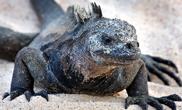 Photo tours to the Galapagos Islands and Cloud Forest, Ecuador