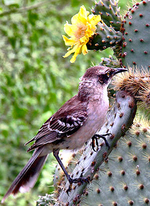 Photo tours to the Galapagos Islands and Cloud Forest, Ecuador