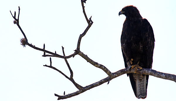 Photo tours to the Galapagos Islands and Cloud Forest, Ecuador