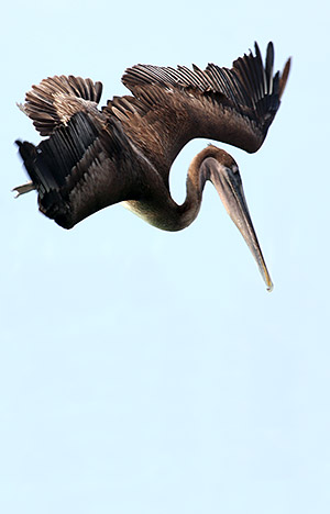 Photo tours to the Galapagos Islands and Cloud Forest, Ecuador