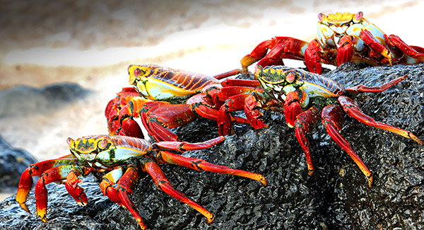 Photo tours to the Galapagos Islands and Cloud Forest, Ecuador