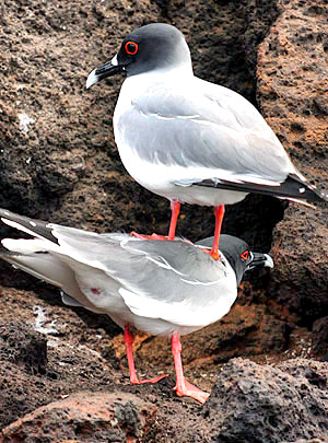 Photo tours to the Galapagos Islands and Cloud Forest, Ecuador