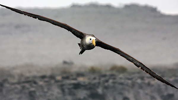 Photo tours to the Galapagos Islands and Cloud Forest, Ecuador