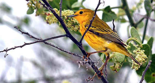 Photo tours to the Galapagos Islands and Cloud Forest, Ecuador