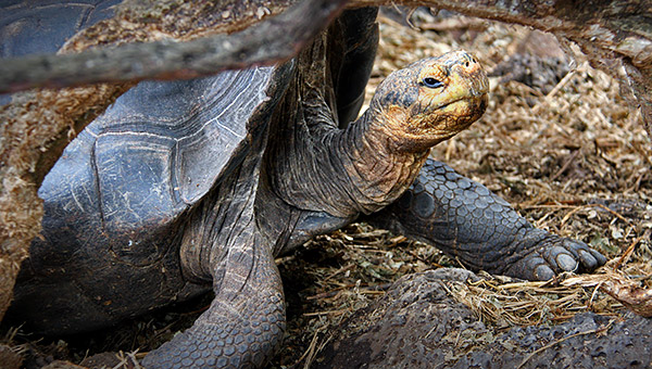 Photo tours to the Galapagos Islands and Cloud Forest, Ecuador