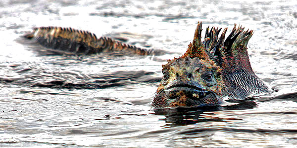 Photo tours to the Galapagos Islands and Cloud Forest, Ecuador