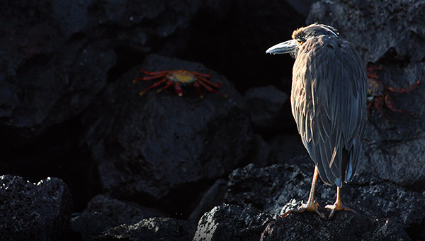 Photo tours to the Galapagos Islands and Cloud Forest, Ecuador