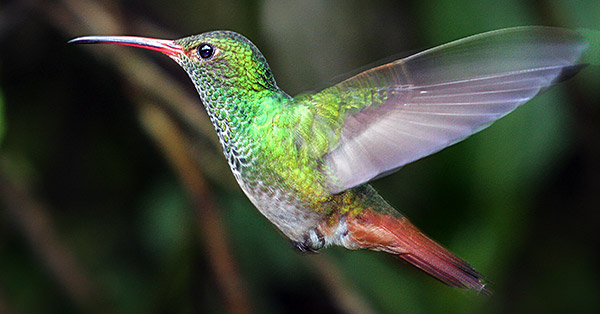 Photo tours to the Galapagos Islands and Cloud Forest, Ecuador