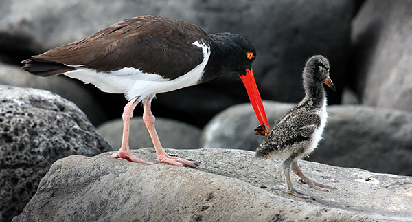 Photo tours to the Galapagos Islands and Cloud Forest, Ecuador