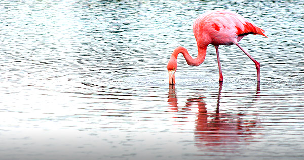 Photo tours to the Galapagos Islands and Cloud Forest, Ecuador