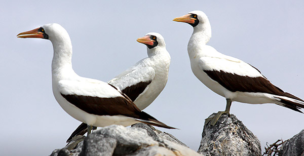 Photo tours to the Galapagos Islands and Cloud Forest, Ecuador