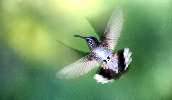 Photo tours to the Galapagos Islands and Cloud Forest, Ecuador