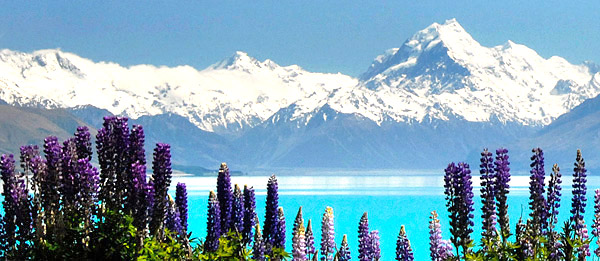 Mount Cook with wild Lupine, South Island, New Zealand photo tour image