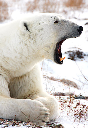 Polar bear yawning near Churchill, Manitoba, Canada