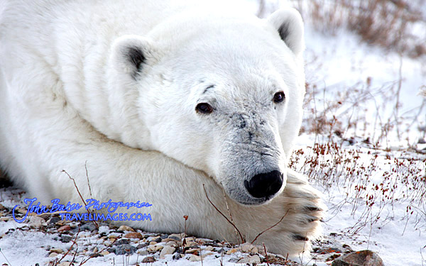 Polar Bear photo tour image near Churchill, Manitoba, Canada