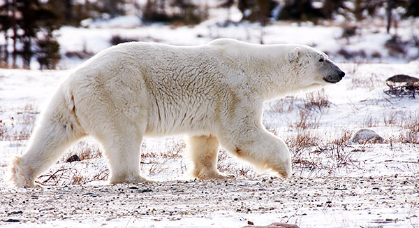 Polar bear walking near Churchill, Manitoba, Canada