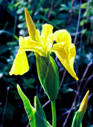 Yellow Wild Iris, Scotland, UK