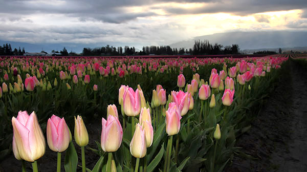 Skagit Valley Tulip Festival photo tours photo