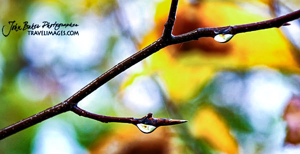 Water droplets on a branch, Vermont, New England
