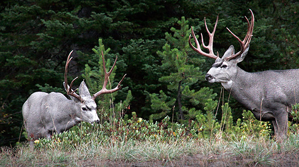 Two Mule Deer bucks in Grand Teton national park, Wyoming