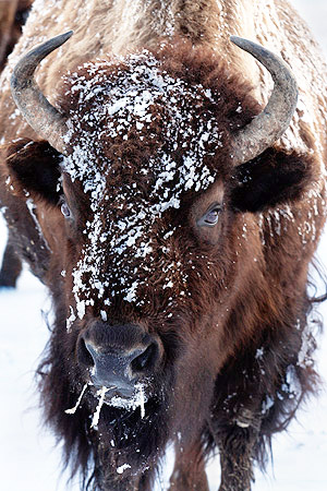 Winter photo tours of Yellowstone and Grand Teton national parks