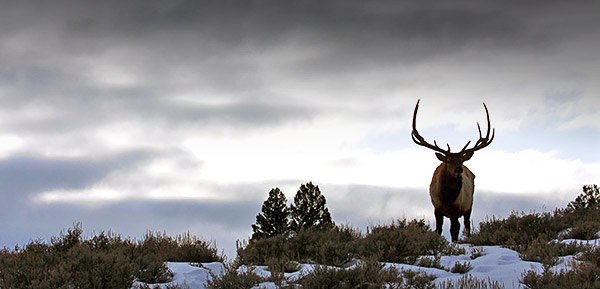 Winter photo tours of Yellowstone and Grand Teton national parks in Wyoming